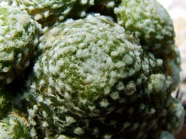 Blossfeldia_ liliputana_ 03